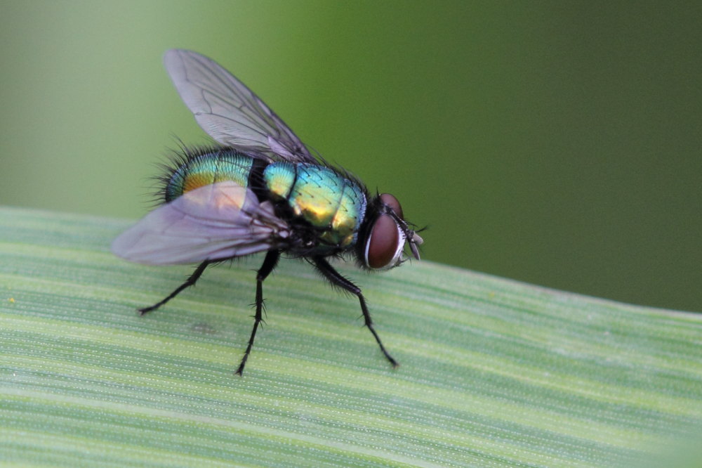 Calliphoridae:  Lucilia cf. silvarum, maschio