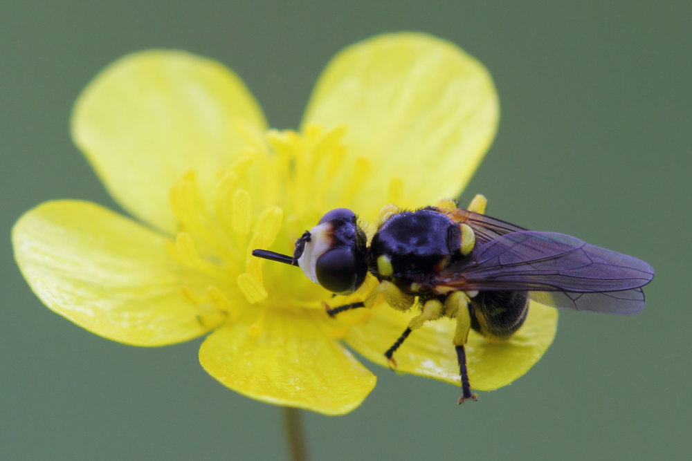 Conopidae: Dalmannia cfr. aculeata