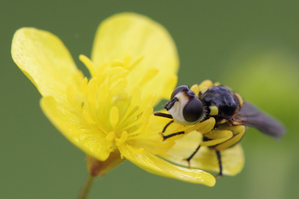 Conopidae: Dalmannia cfr. aculeata