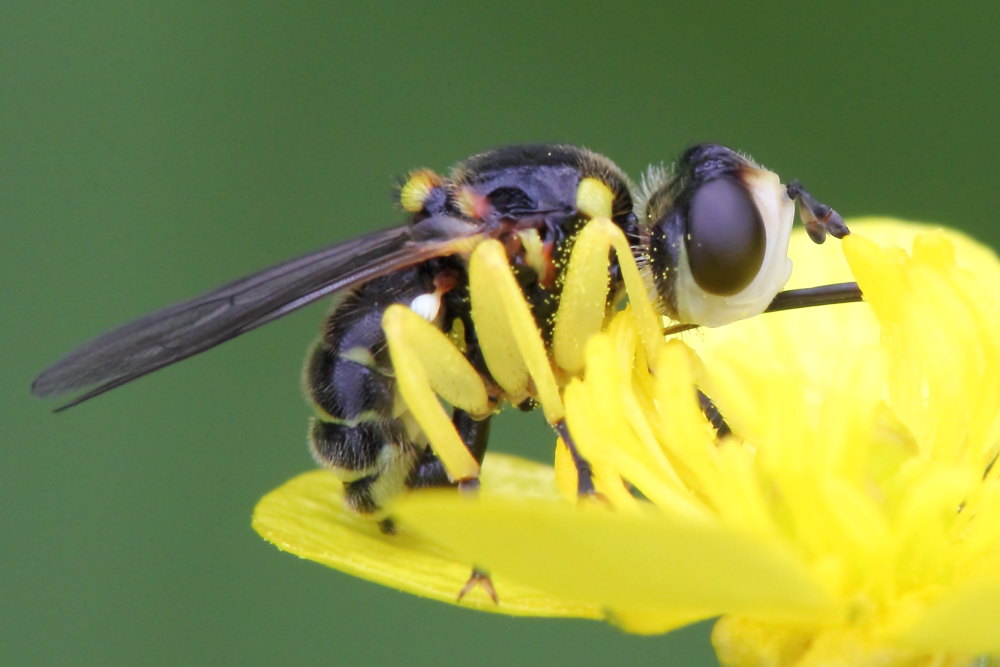 Conopidae: Dalmannia cfr. aculeata