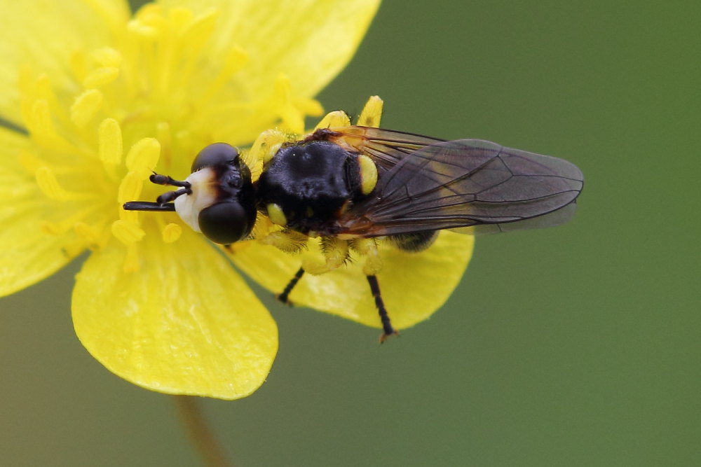 Conopidae: Dalmannia cfr. aculeata