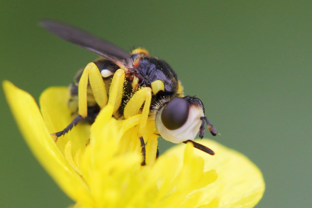 Conopidae: Dalmannia cfr. aculeata