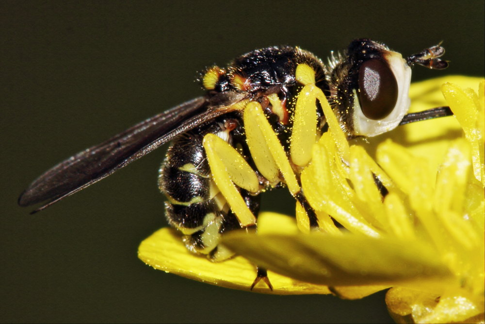 Conopidae: Dalmannia cfr. aculeata