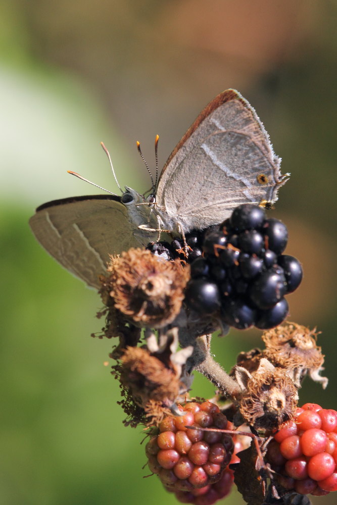 Favonius quercus - comportamento particolare