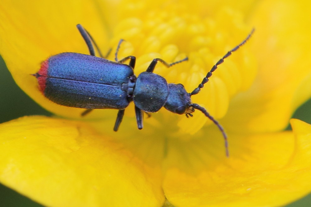 Malachiidae: Anthomalachius spinosus, maschio