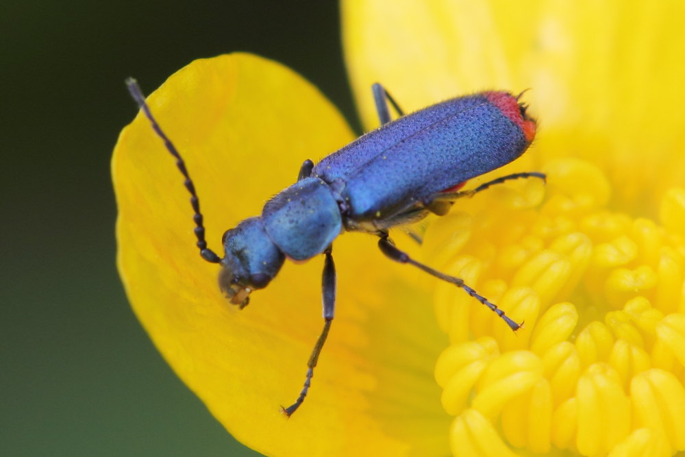 Malachiidae: Anthomalachius spinosus, maschio