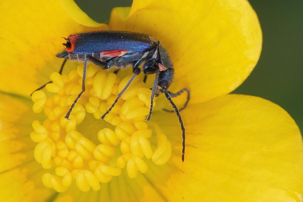 Malachiidae: Anthomalachius spinosus, maschio