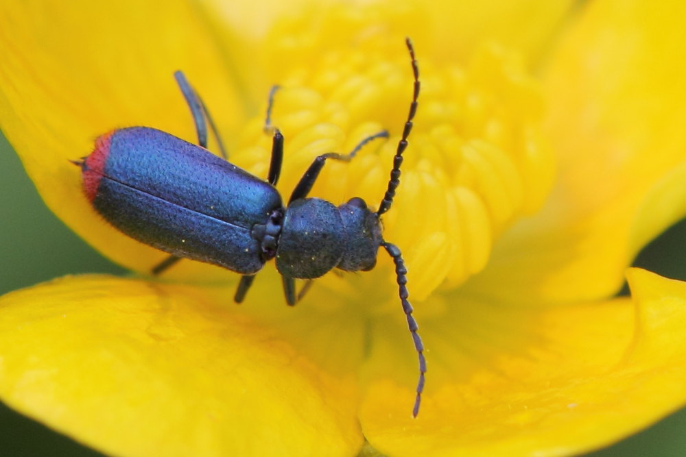 Malachiidae: Anthomalachius spinosus, maschio