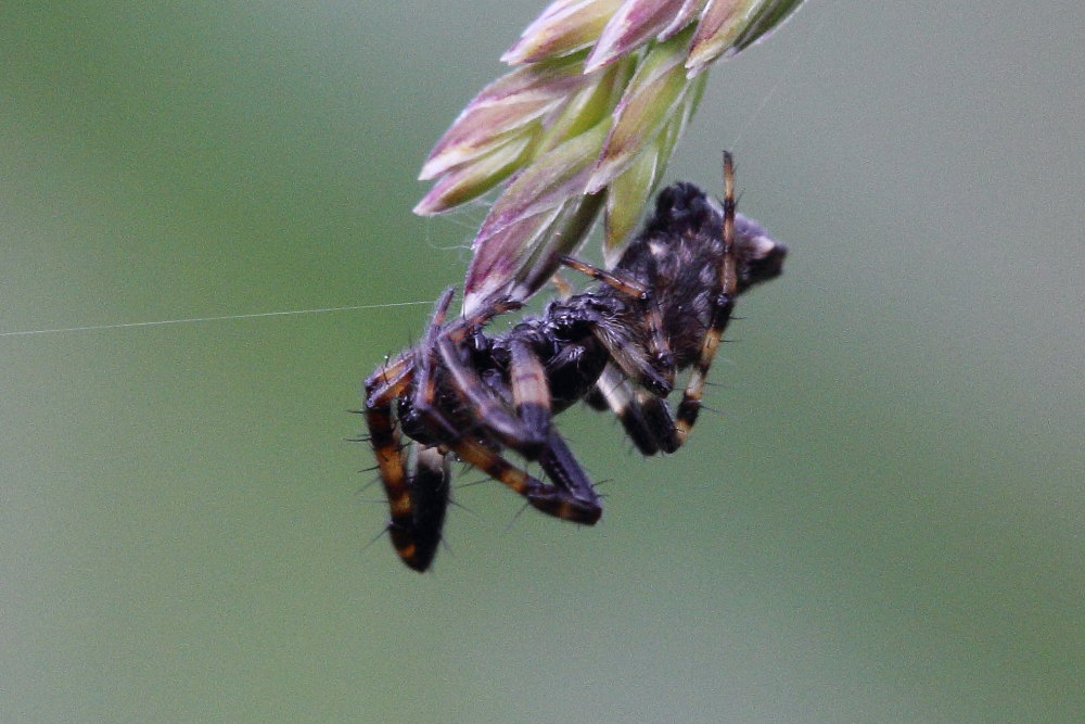 Araneidae:  Cyclosa sp.   - Osimo (AN)