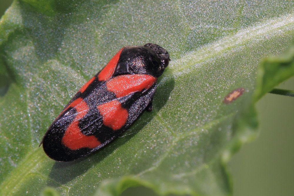 Cercopis vulnerata?  S  !