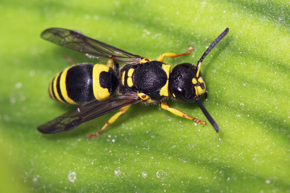 Vespidae Eumeninae: Ancistrocerus cfr. gazella
