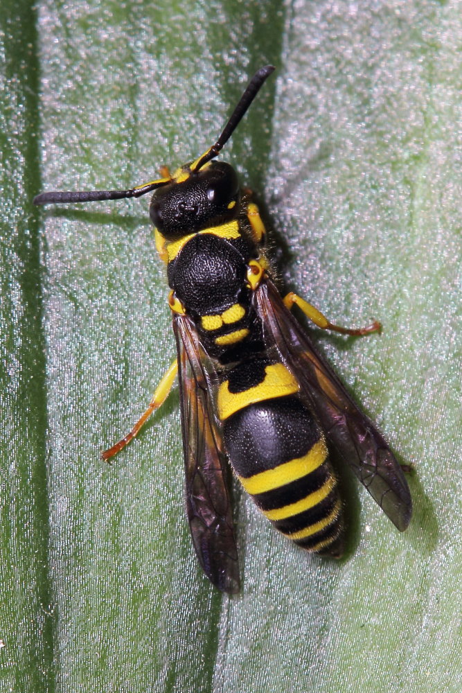 Vespidae Eumeninae: Ancistrocerus cfr. gazella