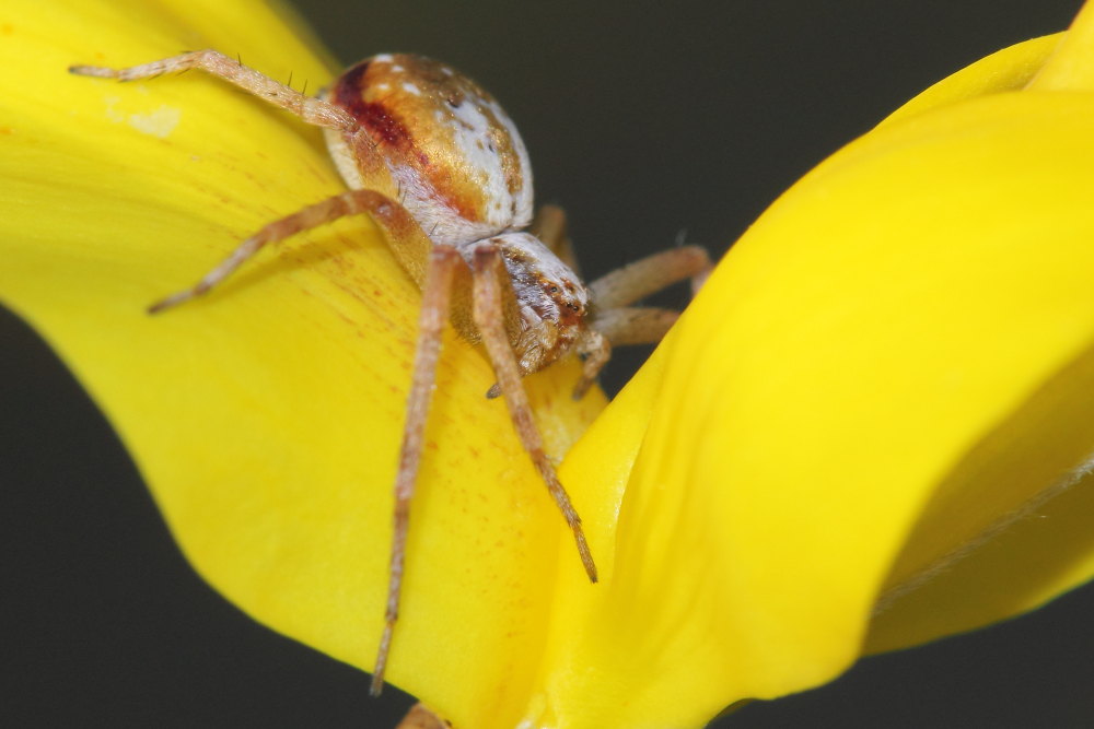 Philodromus cfr. collinus - Monte Conero (AN)
