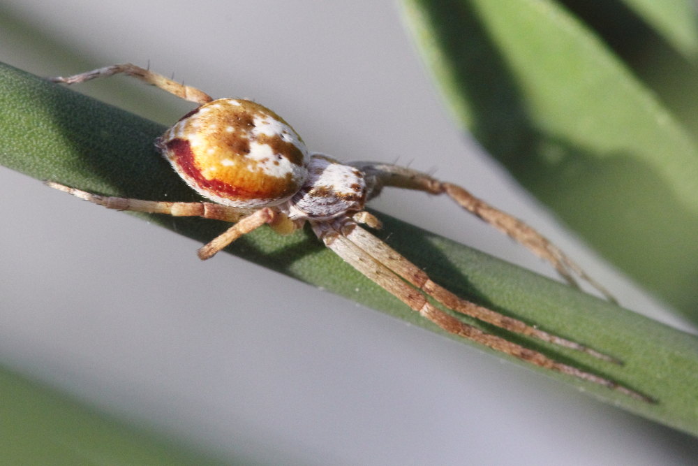 Philodromus cfr. collinus - Monte Conero (AN)