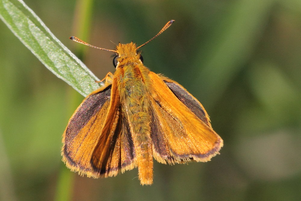 Thymelicus sylvestris o Thymelicus lineola? - sylvestris