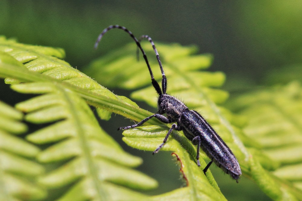 Agapanthia cardui? S, Cerambycidae