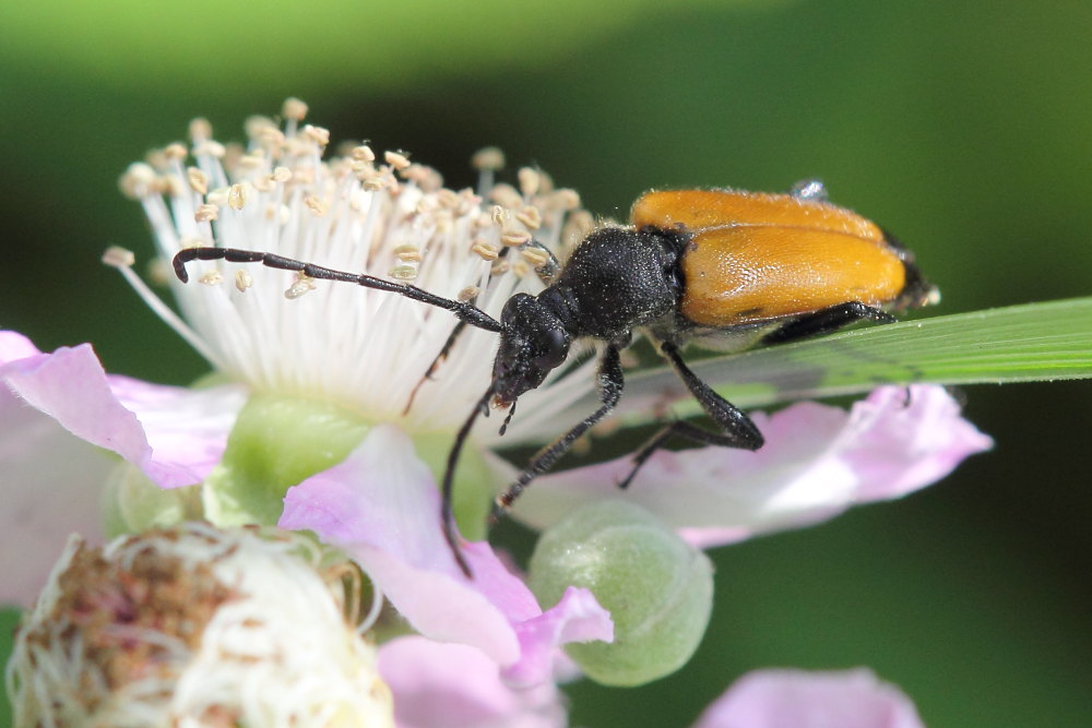Paracorymbia fulva, Cerambycidae