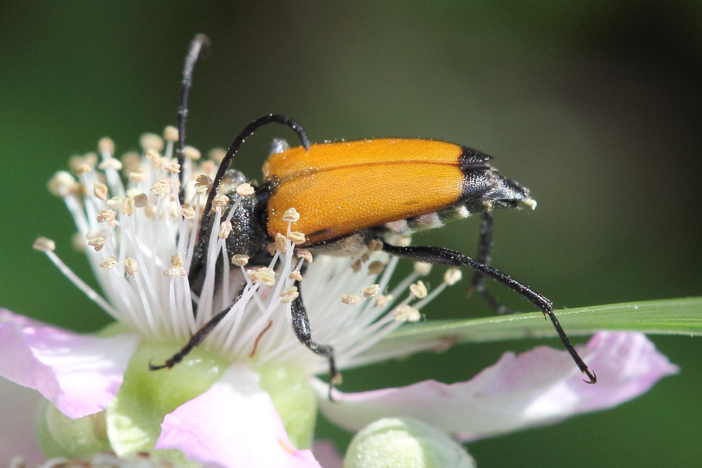 Paracorymbia fulva, Cerambycidae