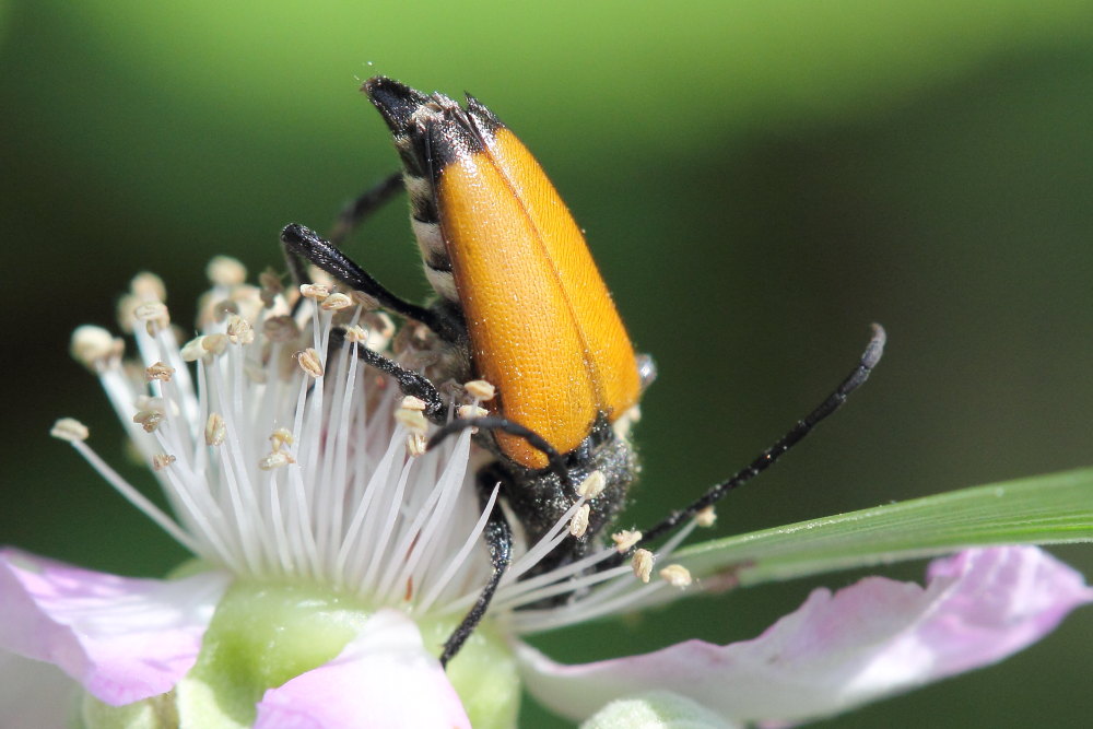 Paracorymbia fulva, Cerambycidae