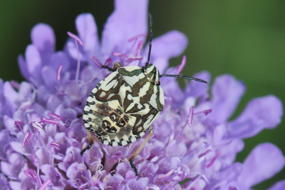 Pentatomidae:  Carpocoris sp. (ninfa) delle Marche (MC)