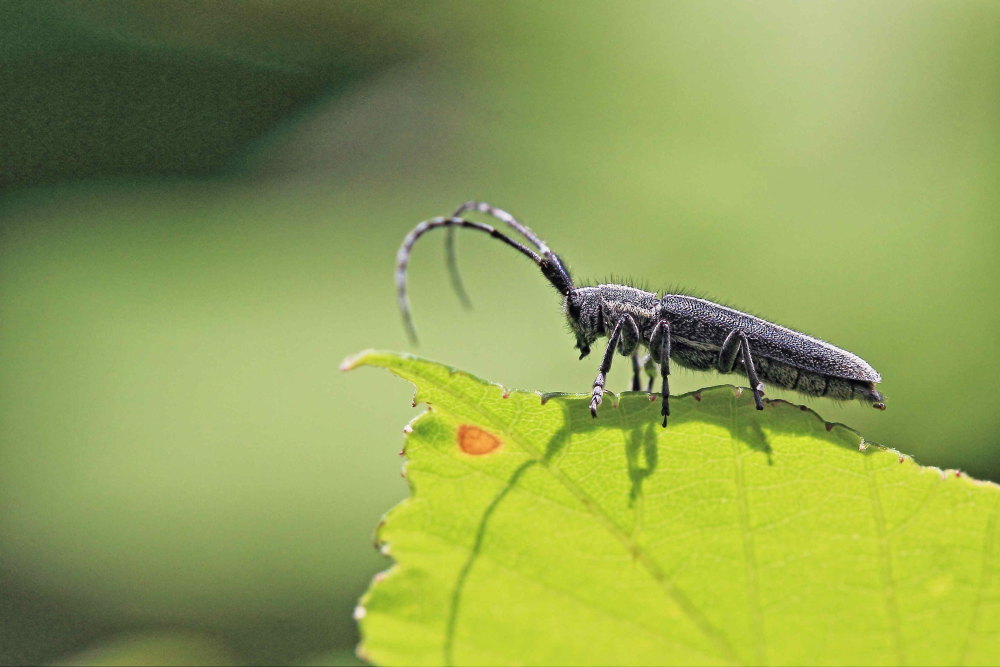 Agapanthia cardui? S, Cerambycidae