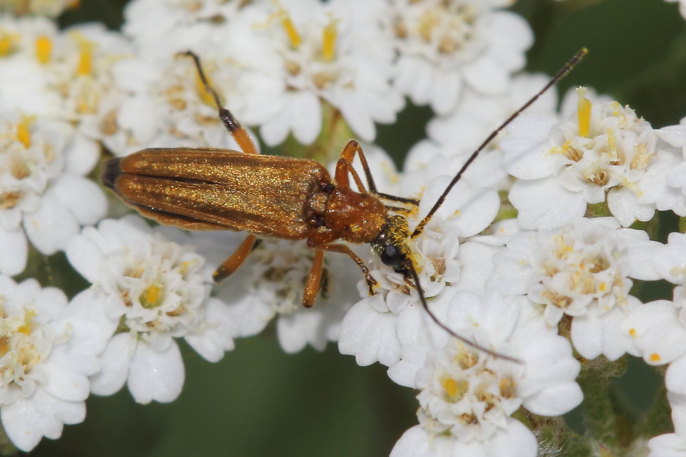 Oedemera podagrariae (Oedemeridae)