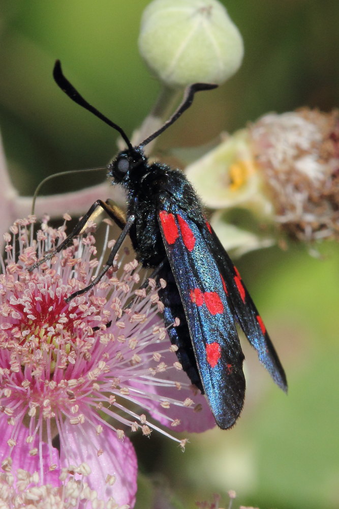 Zygaena lonicerae? No, Zygaena (Zygaena) filipendulae