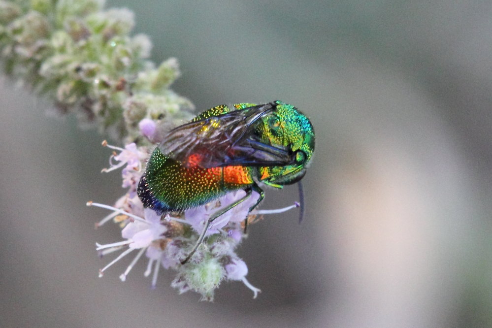 Chrysididae da identificare: Stilbum cyanurum