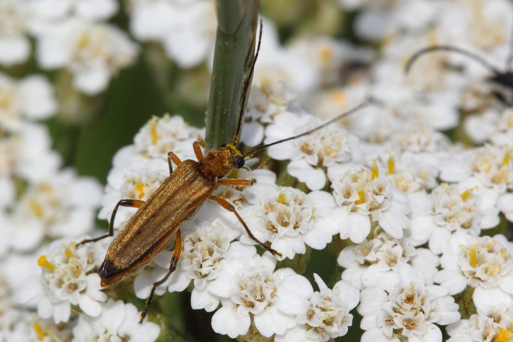 Oedemera podagrariae (Oedemeridae)
