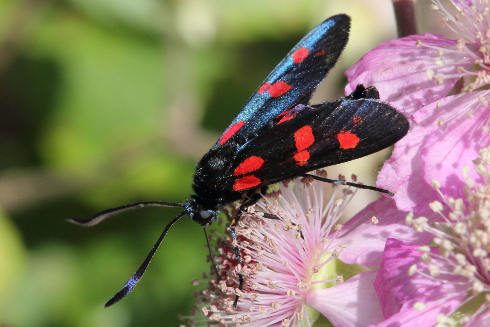 Zygaena lonicerae? No, Zygaena (Zygaena) filipendulae