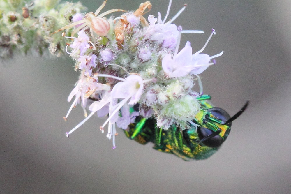 Chrysididae da identificare: Stilbum cyanurum