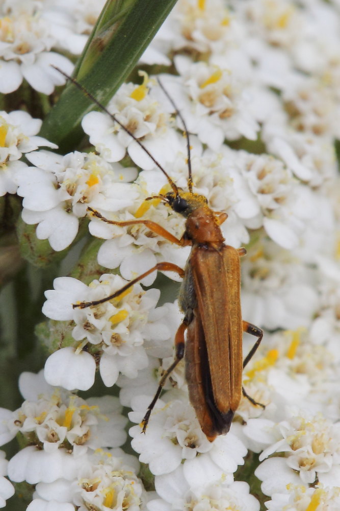 Oedemera podagrariae (Oedemeridae)