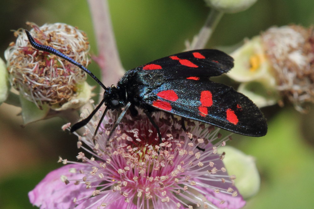 Zygaena lonicerae? No, Zygaena (Zygaena) filipendulae