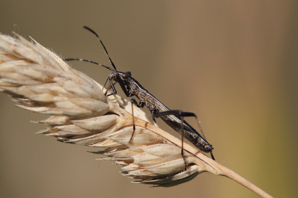Alydidae: Micrelytra fossularum di Osimo (AN)