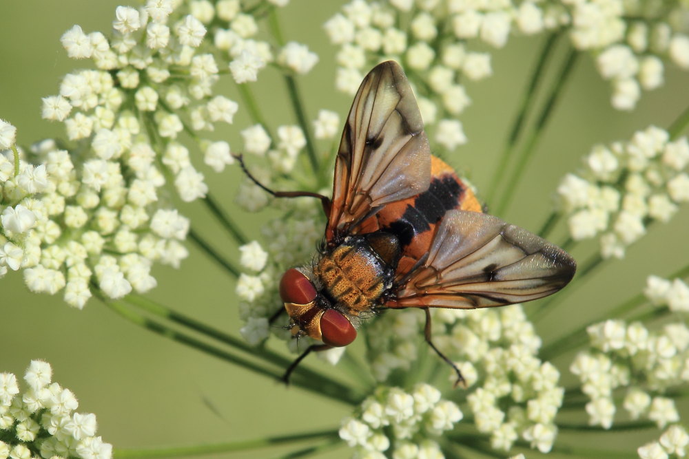 Ectophasia crassipennis (Tachinidae)