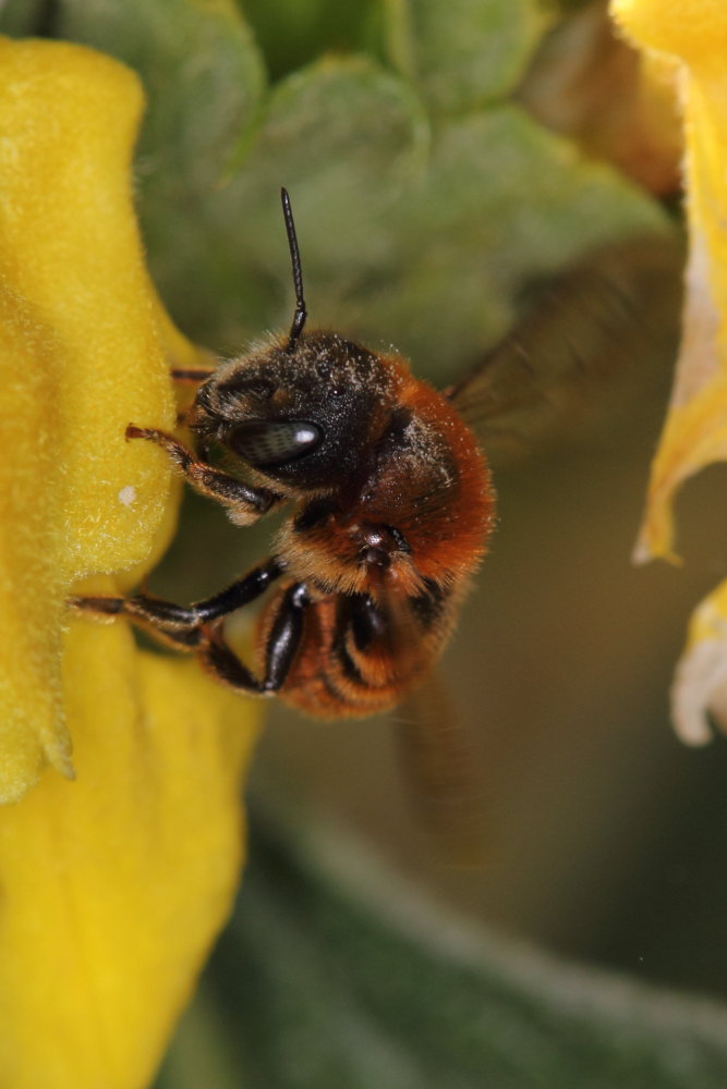 Apidae: Osmia rufa