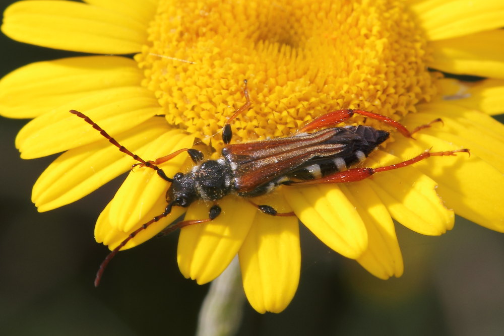 Stenopterus rufus, Cerambycidae