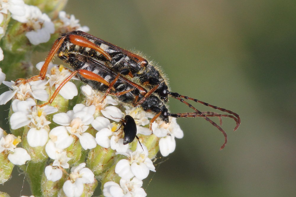 Stenopterus rufus, Cerambycidae