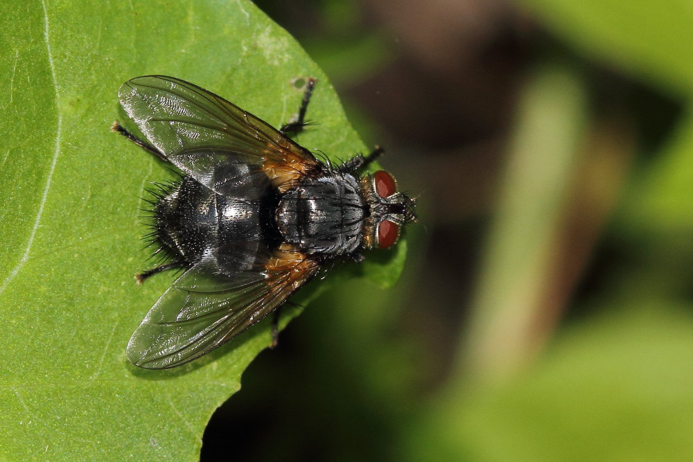 Nemorea pellucida femmina (Tachinidae)