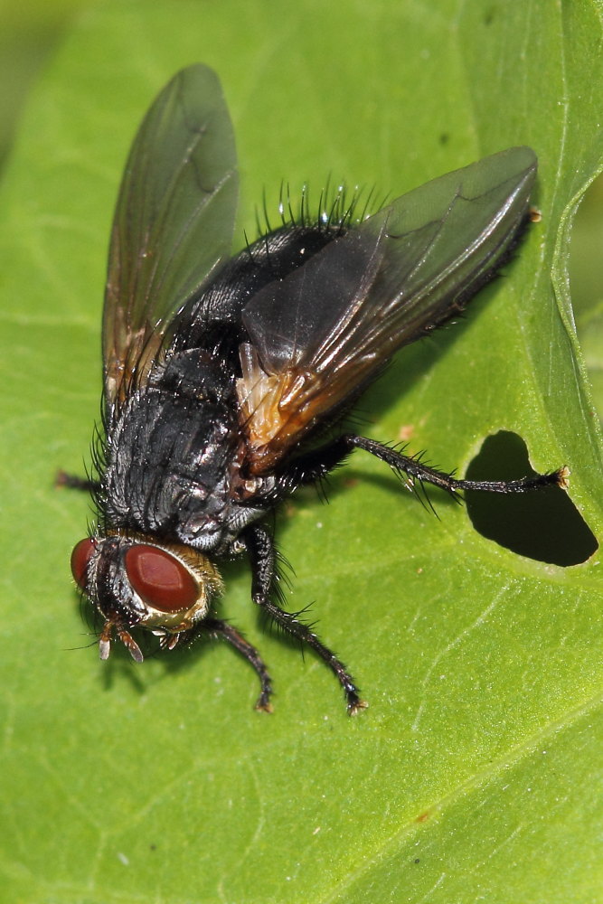 Nemorea pellucida femmina (Tachinidae)
