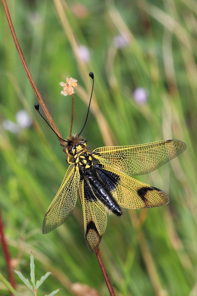 Libelloides longicornis?