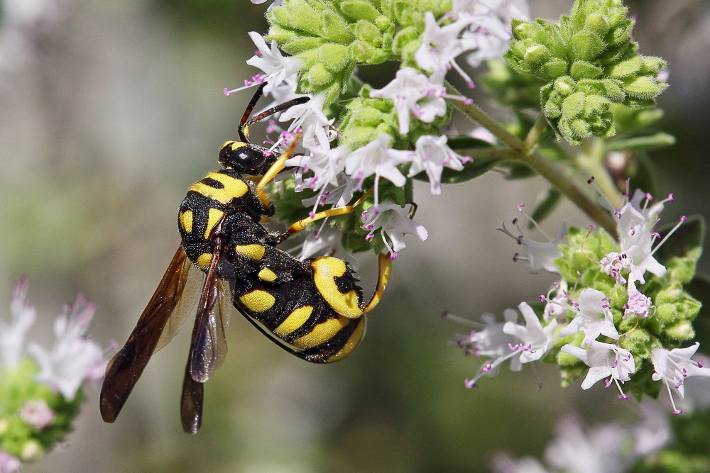 Leucospis gigas, Leucospidae