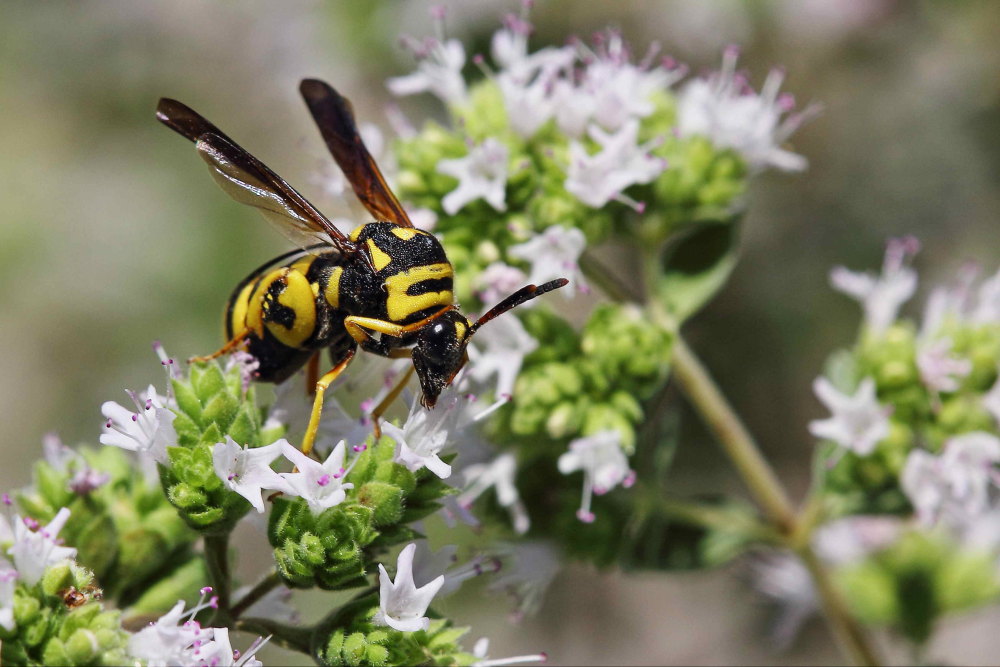 Leucospis gigas, Leucospidae