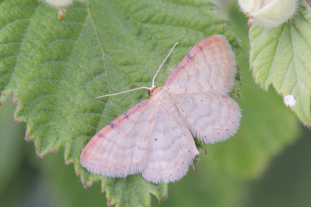 Geometridae da identificare - Idaea humiliata