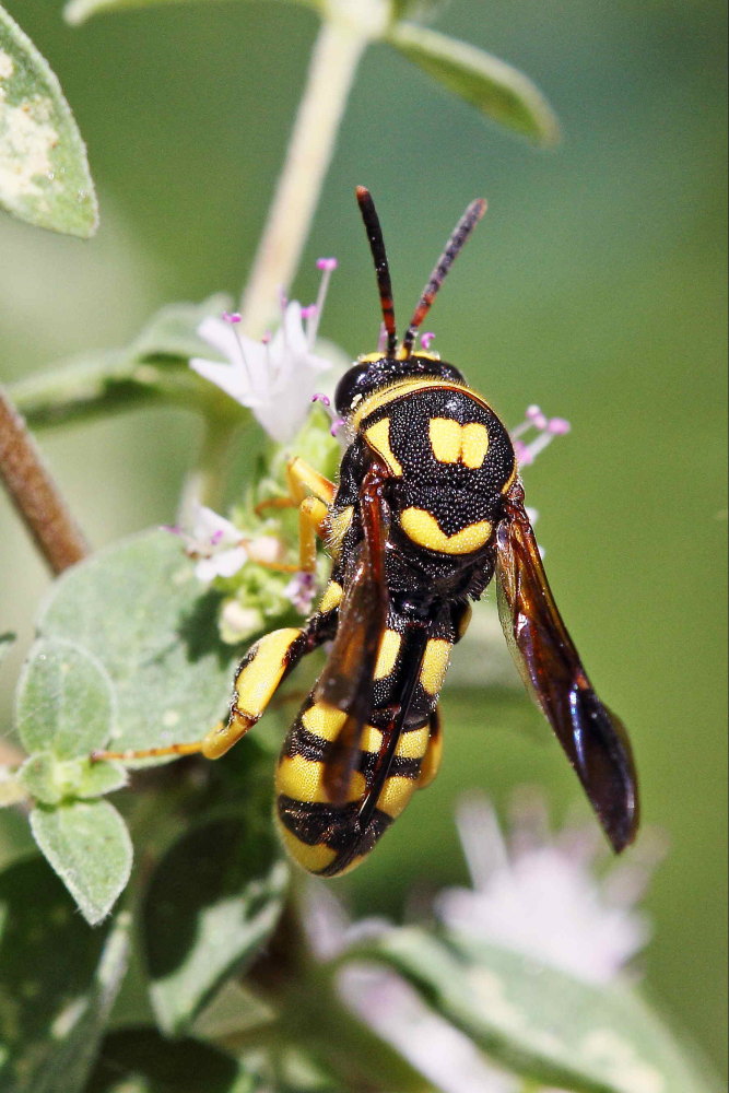 Leucospis gigas, Leucospidae