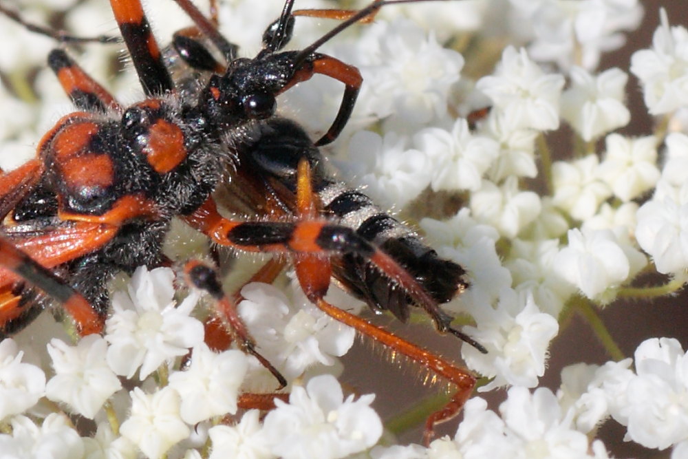 Stenopterus rufus, Cerambycidae