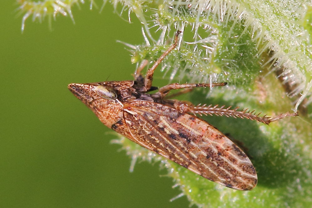 Aphrodes makarovi,  femmina