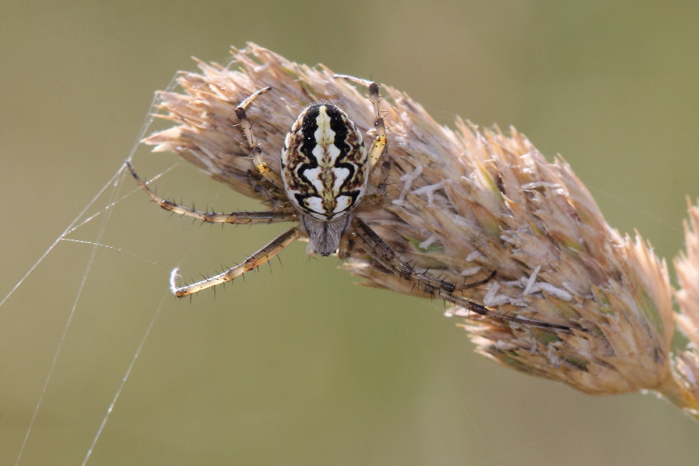 Neoscona adianta - Monte San Vicino (MC)