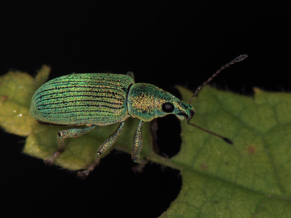 Curculionidae:  Polydrusus formosus?  S !