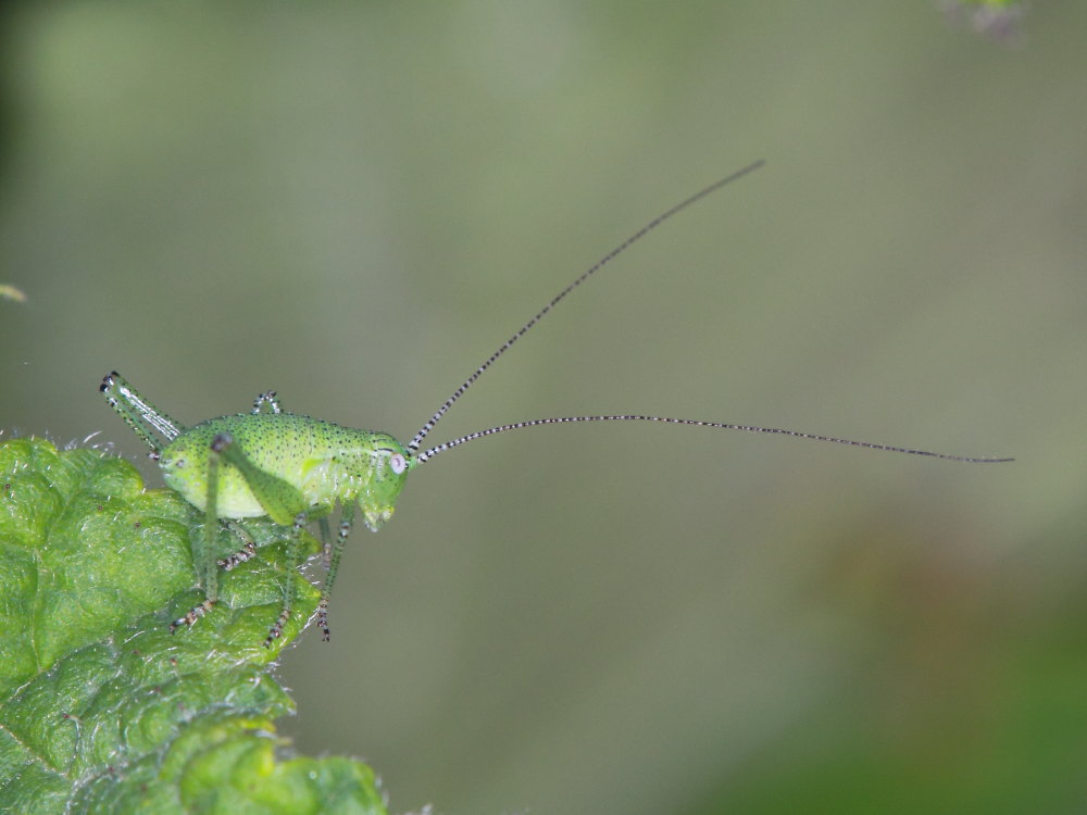 Phaneropteridae (Phaneropterinae Barbistini): Metaplastes sp. o Leptophyes sp.